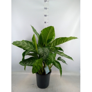 Aglaonema   ...