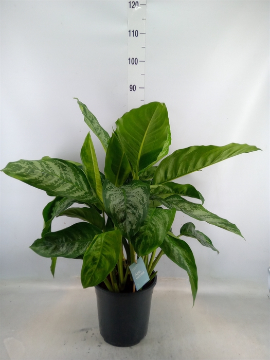 <h4>Aglaonema   ...</h4>