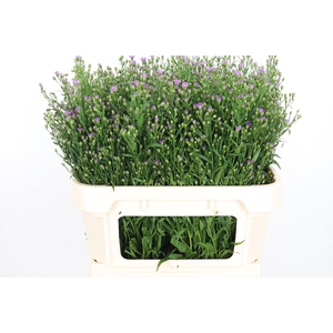 Aster Casarosa Roze