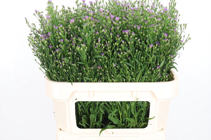 <h4>Aster Casarosa Roze</h4>