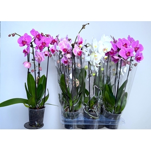 PHAL EL CASCADE