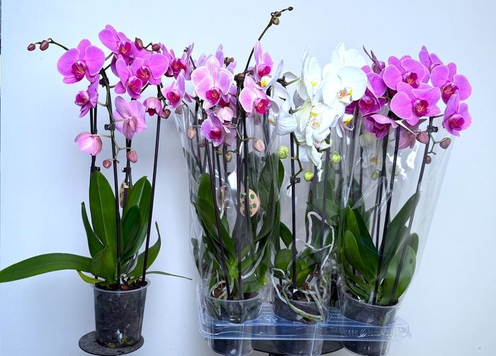 <h4>PHAL EL CASCADE</h4>