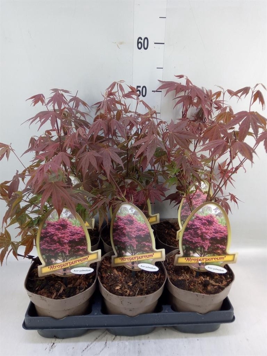 <h4>Acer palmatum 'Atropurpureum'</h4>