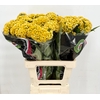 Celosia Cristata Yellow