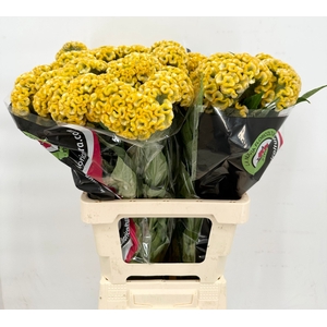 Celosia Cristata Bombay Yellow
