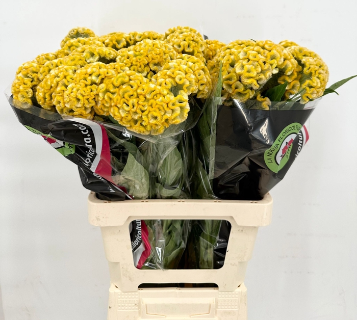 Celosia Cristata Bombay Yellow