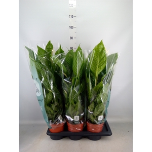 Spathiphyllum  'Vivaldi'