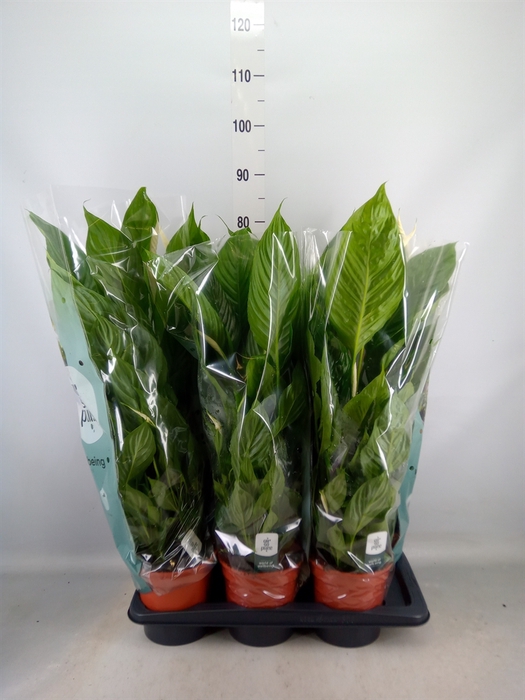 <h4>Spathiphyllum  'Vivaldi'</h4>