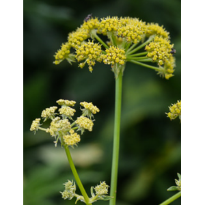 Levisticum officinale