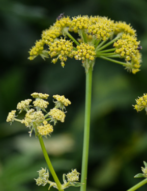 <h4>Levisticum officinale</h4>