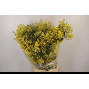 ACACIA BAILEYA BL BS
