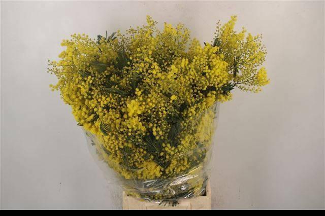 <h4>ACACIA BAILEYA BL BS</h4>