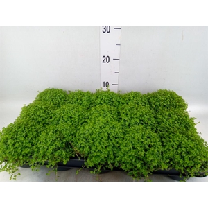 Soleirolia soleirolii   ...green