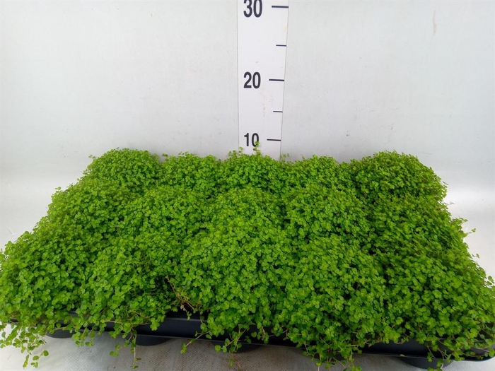 <h4>Soleirolia soleirolii   ...green</h4>