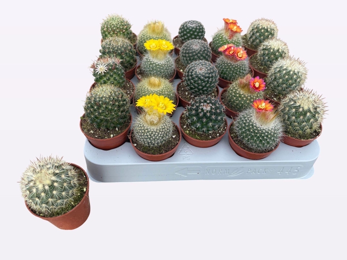 <h4>Cactus gemengd</h4>