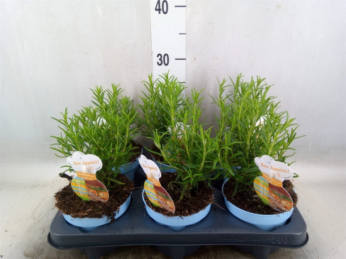 <h4>Rosmarinus officinalis   ...</h4>