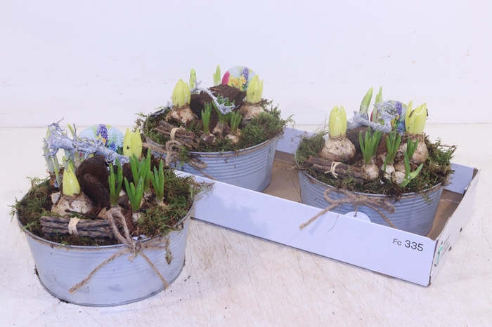 <h4>ARR BOL KNOLGEWAS</h4>