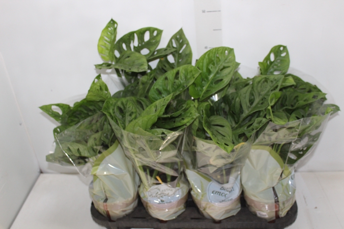 <h4>MONSTERA OBLIQUA ADANSONII P15</h4>