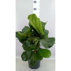 Ficus lyrata