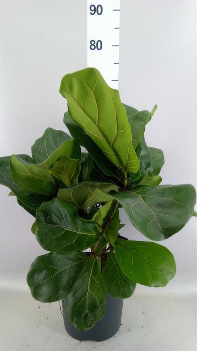 <h4>Ficus lyrata</h4>