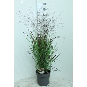 Panicum virgatum 'Oxblood Autumn'