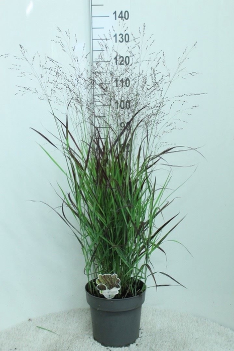 <h4>Panicum virgatum 'Oxblood Autumn'</h4>