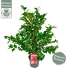 Camellia japonica