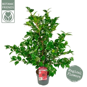 Camellia japonica