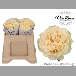R GR VICTOR WEDDING+