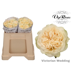 R GR VICTOR WEDDING+