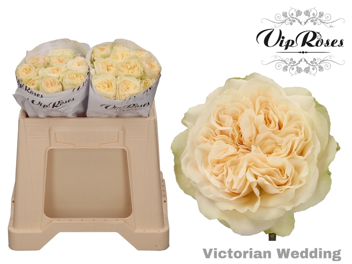 <h4>R GR VICTOR WEDDING+</h4>