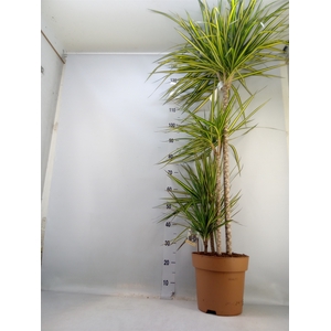 Dracaena marg. 'Sunray'