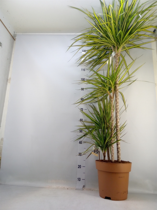 <h4>Dracaena marg. 'Sunray'</h4>
