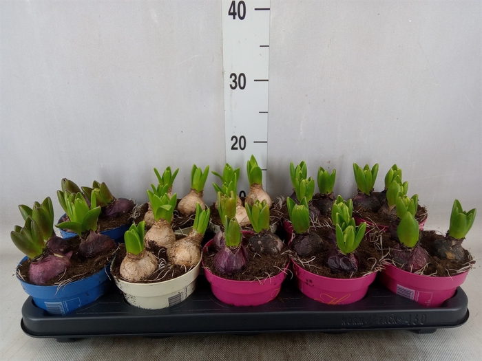 <h4>Hyacinthus orie.   ...mix 3</h4>