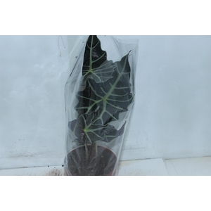 ALOCASIA POLLY P17