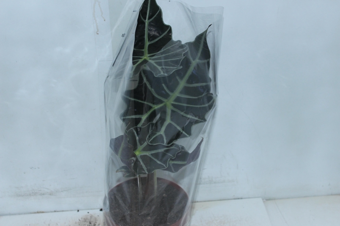 <h4>ALOCASIA POLLY P17</h4>