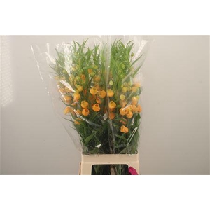 Sandersonia Roy High