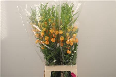 <h4>Sandersonia Roy High</h4>