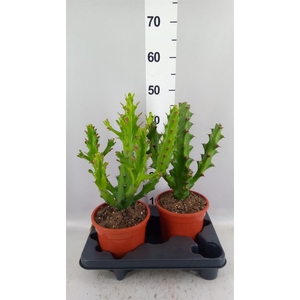 Euphorbia   ...