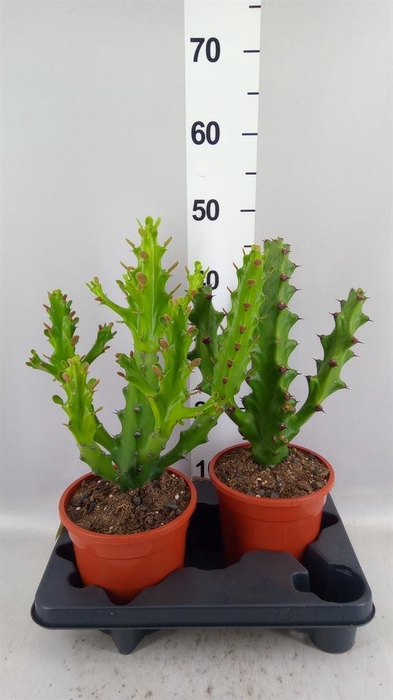 <h4>Euphorbia   ...</h4>