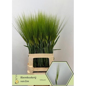Triticum Aestivum Frank Zon