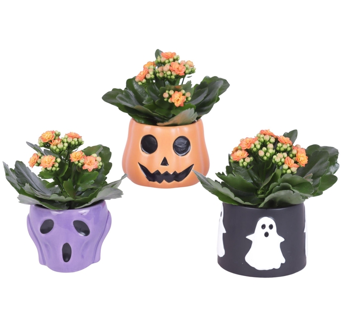 <h4>Halloween Arr. Indoor Ceramic Pot Halloween Mix Ø11cm 1PP</h4>