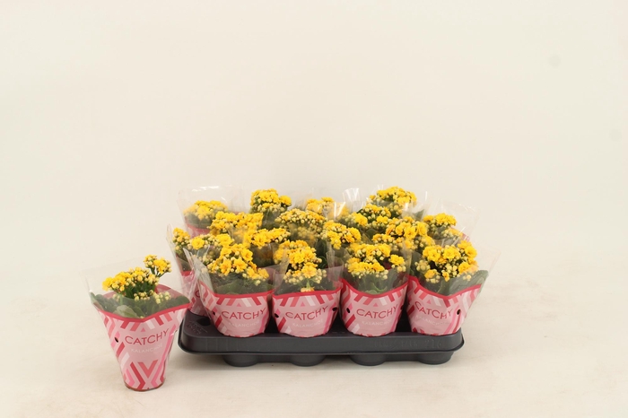 <h4>Kalanchoe Double Yellow</h4>