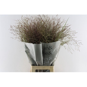 Panicum Warrior