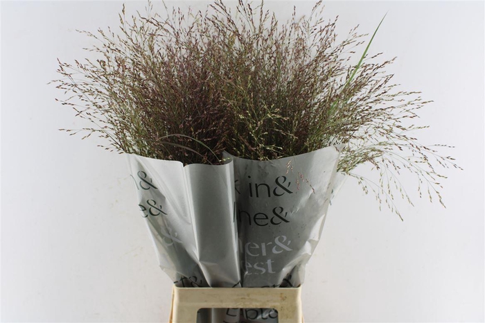 <h4>Panicum Warrior</h4>