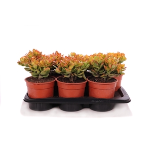 Crassula sunset canarias 17 cm