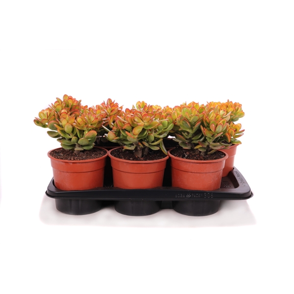 <h4>Crassula sunset canarias 17 cm</h4>