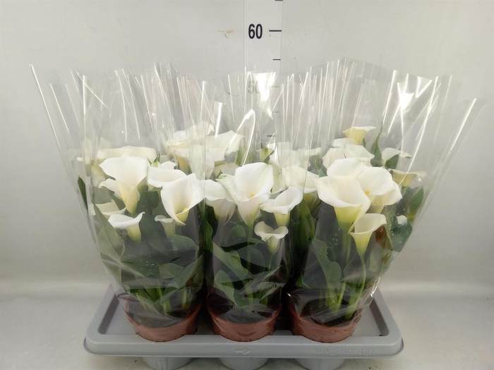 <h4>Zantedeschia   ...</h4>