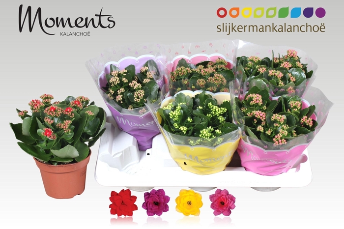 <h4>KAL GE GEM 4 KL</h4>