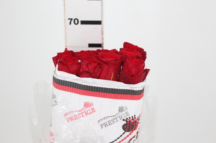 <h4>ROSA VERMELHA FREEDOM 050 IMPORTADA</h4>